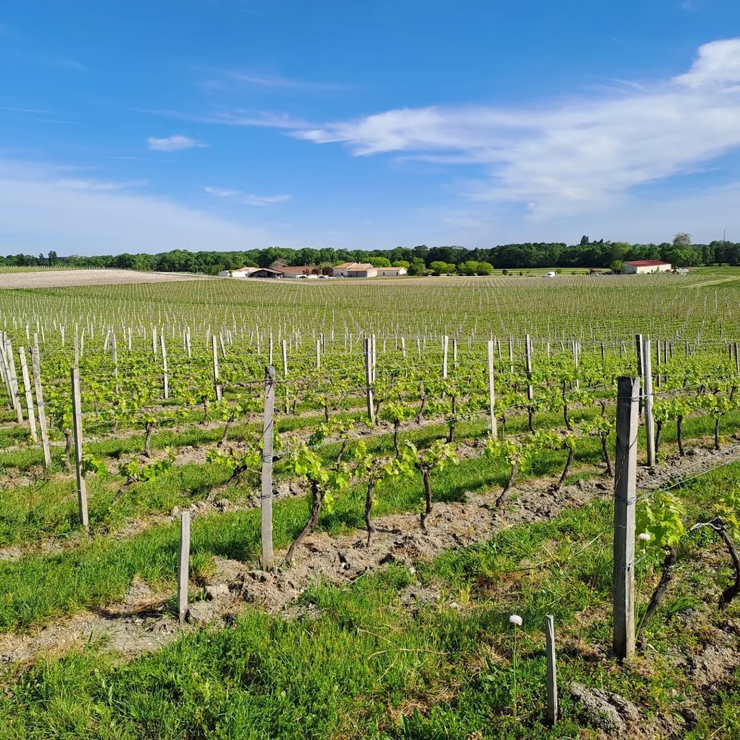 Château Pierre de Montignac