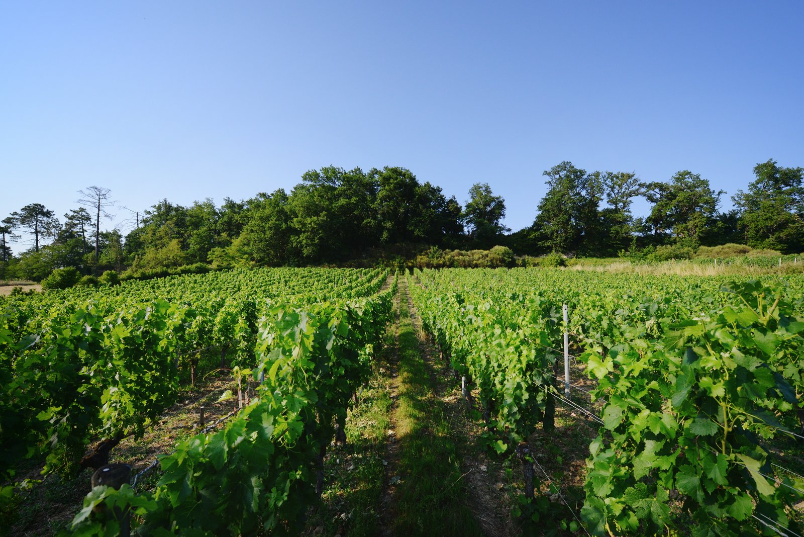 Château Ferrand Lartigue