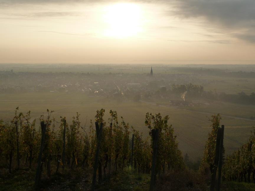 Alsace Frey-Sohler