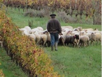 Vignobles Arbo - Côtes de Bordeaux HVE