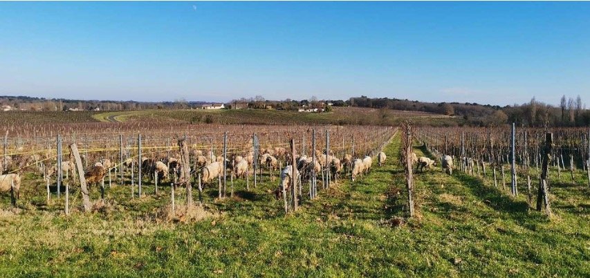 Vignobles Arbo - Côtes de Bordeaux HVE
