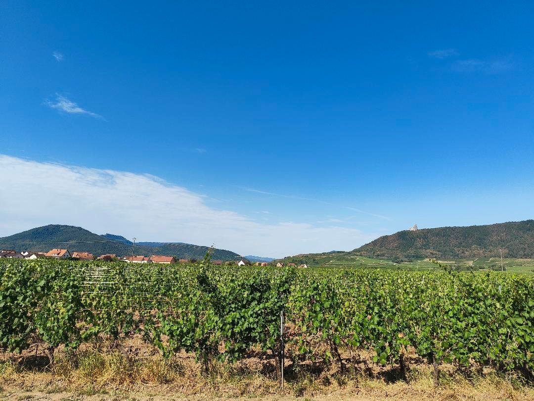 Vignoble du Domaine Achillée en Alsace