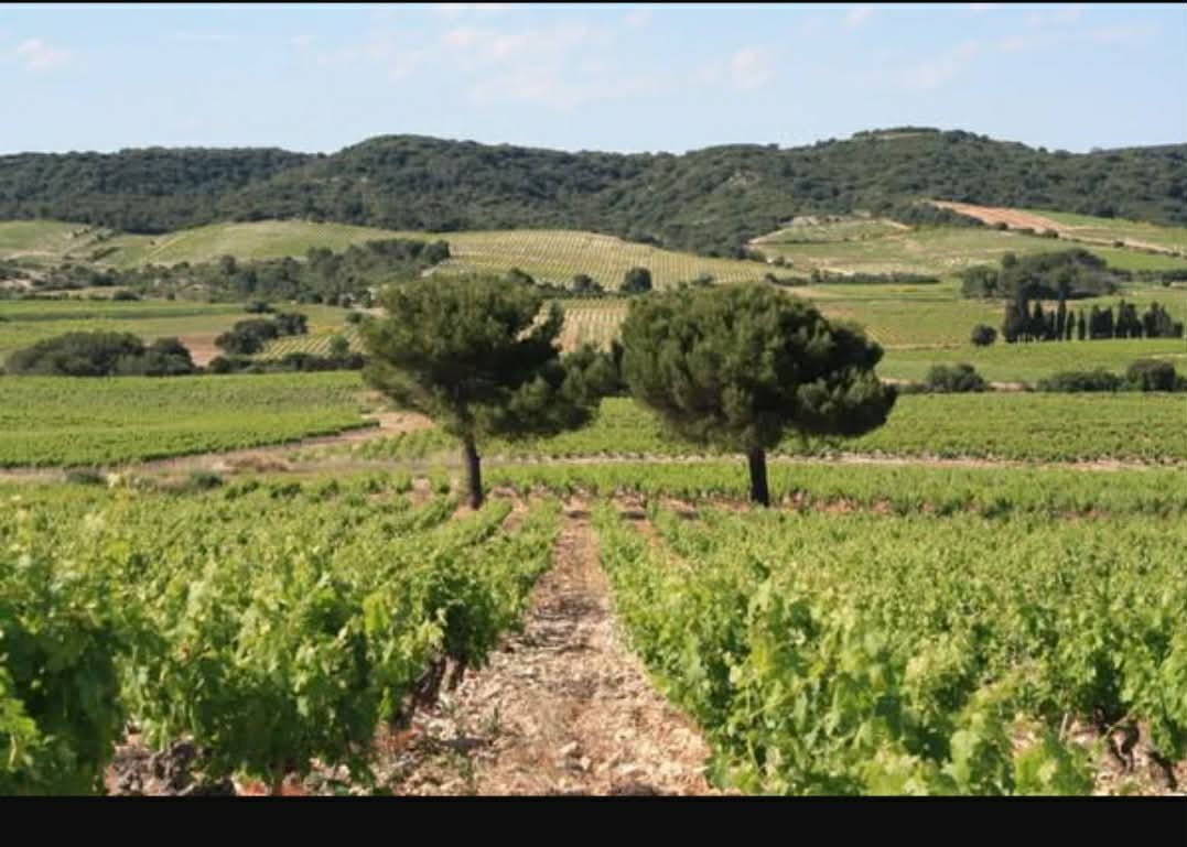 Les Deux Pins - Tavel Lirac