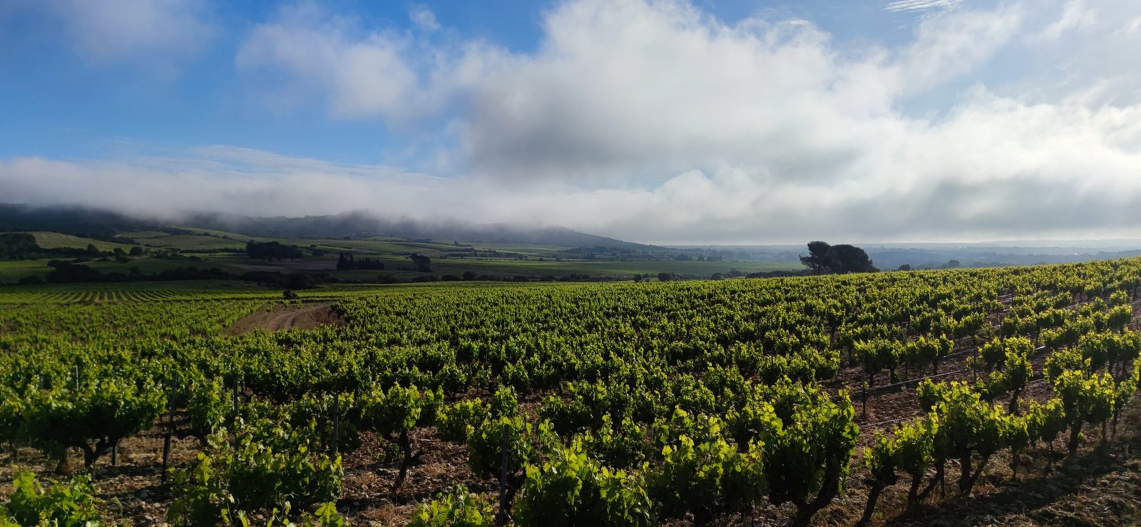 Les Deux Pins - Tavel Lirac