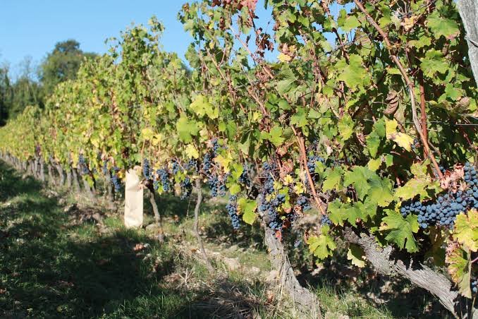 Vignes de Cabernet Franc au Domaine de l'Aurée