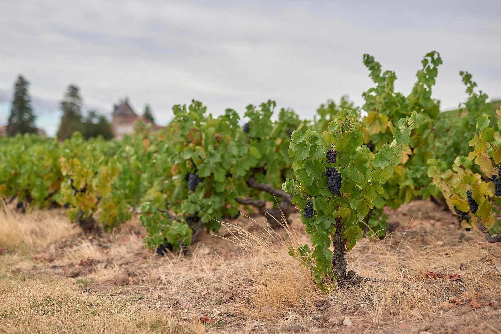 Domaine des Fournelles - Vin Bio Beaujolais Mont Brouilly