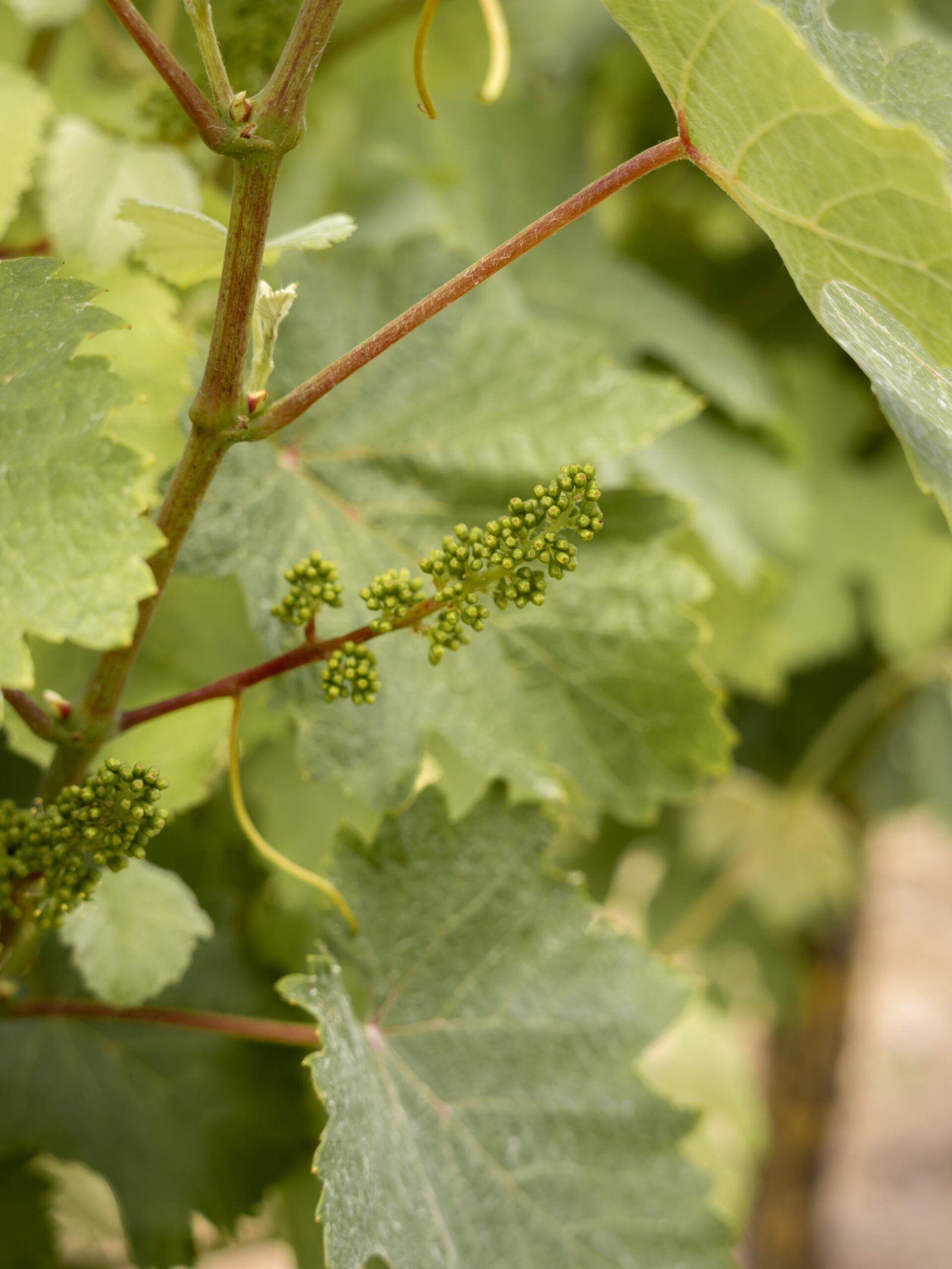 Vignoble David Fourrier - Anjou Terra Vitis