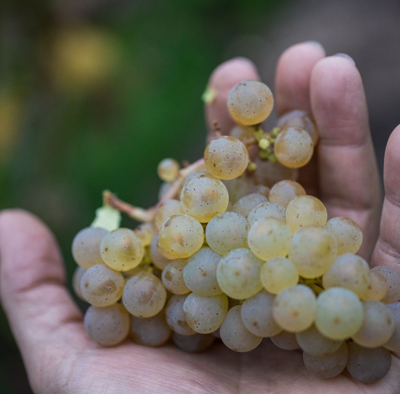 Domaine Griss - Vignoble Bio Alsace Ammerschwihr
