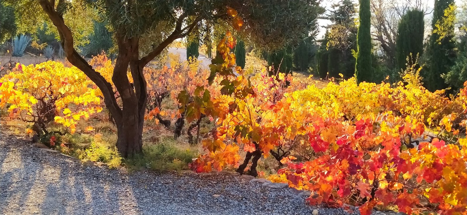 Domaine Sarrat d'en Sol - Vin HVE Corbières Languedoc