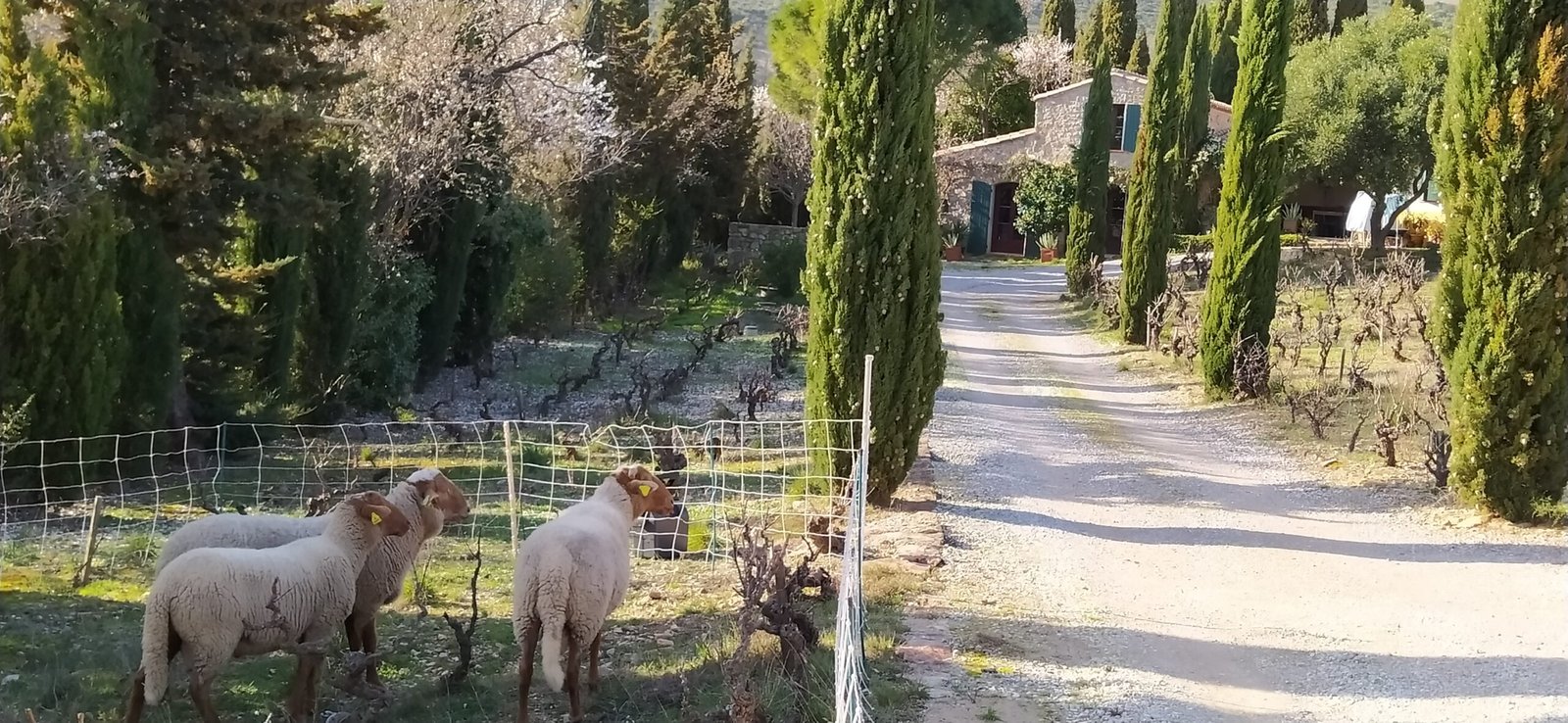 Domaine Sarrat d'en Sol - Vin HVE Corbières Languedoc