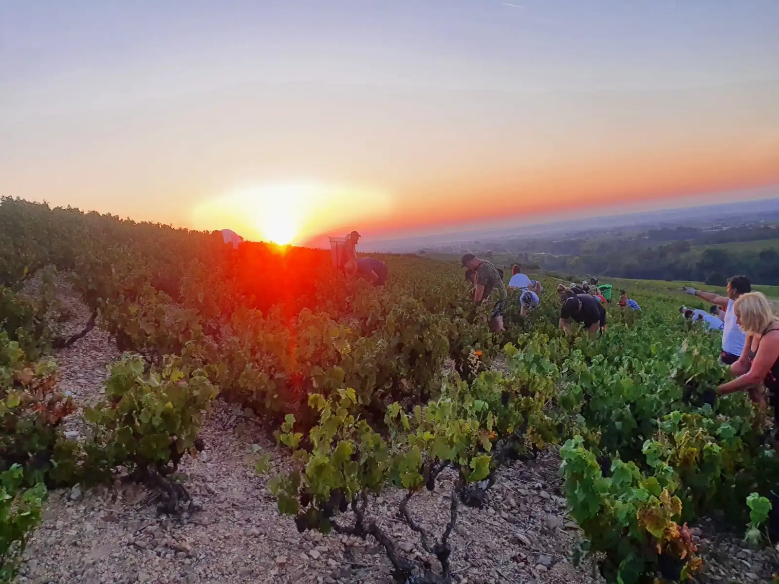 Domaine Christophe Savoye - Beaujolais Chiroubles HVE