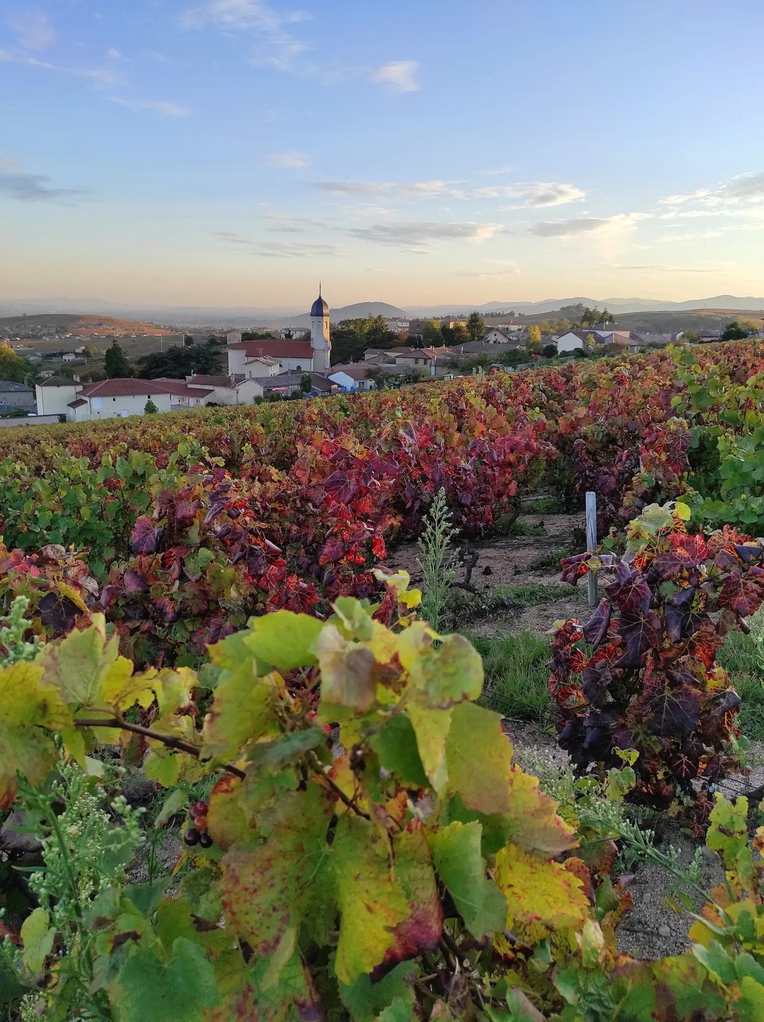 Domaine Christophe Savoye - Beaujolais Chiroubles HVE