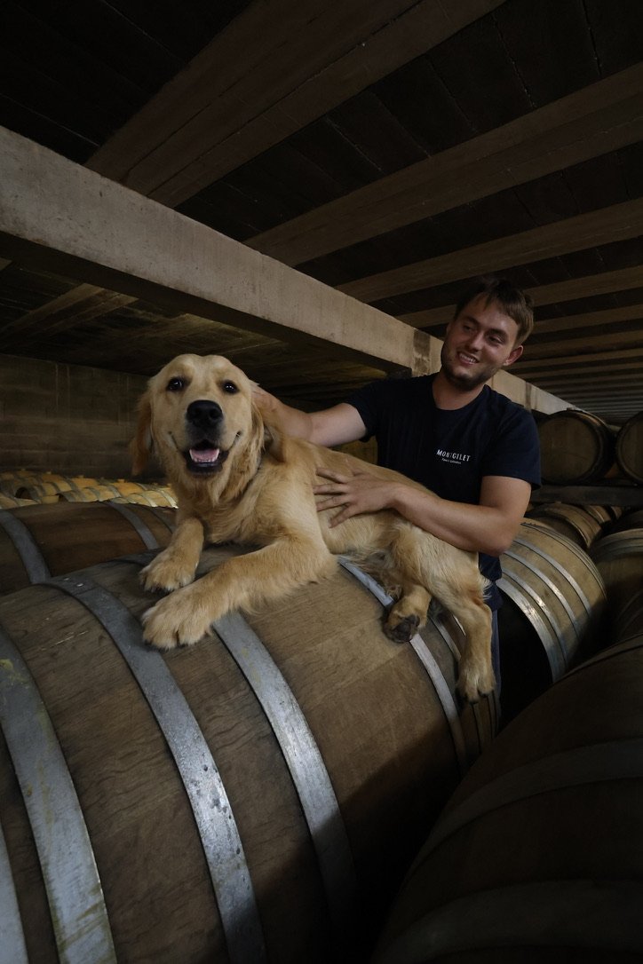 Le chien du domaine parmi les barriques de Montgilet