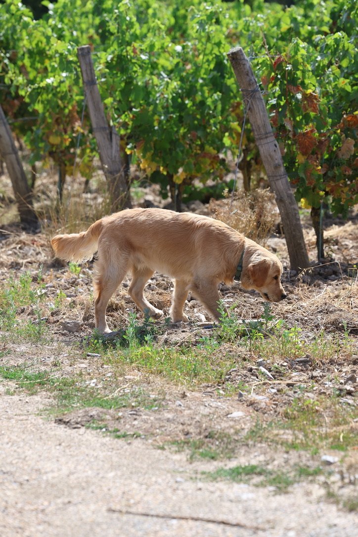 Le chien du domaine dans les vignes de Montgilet