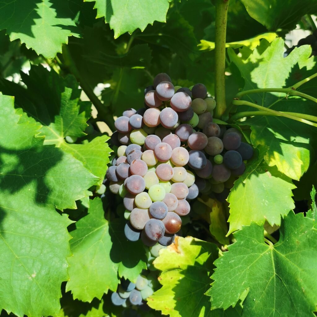 Grappe de raisin en véraison dans le vignoble de Vignobles Arbo