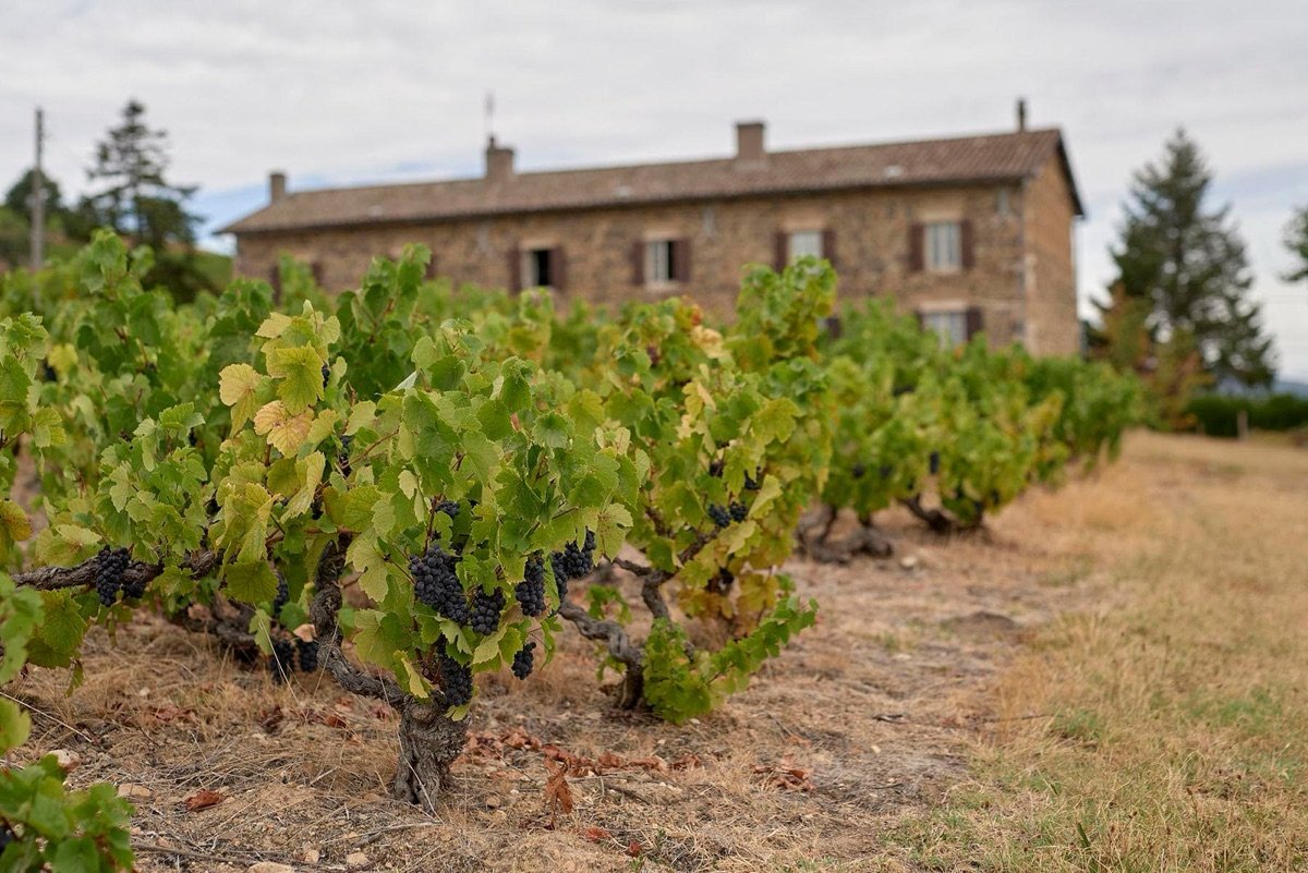 Domaine des Fournelles - Vin Bio Beaujolais Mont Brouilly