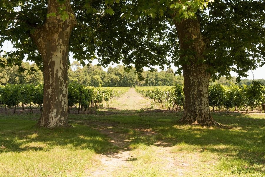 Château Tourteau Chollet