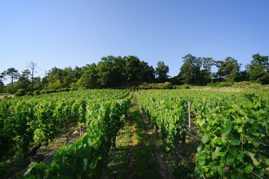 Château Ferrand Lartigue