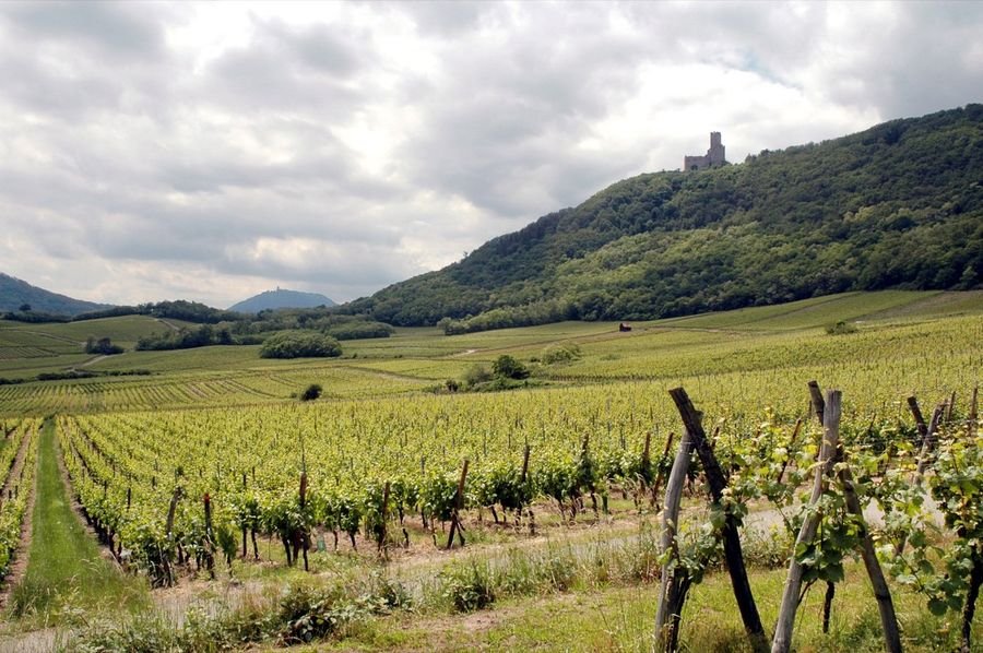 Alsace Frey-Sohler — photo 4