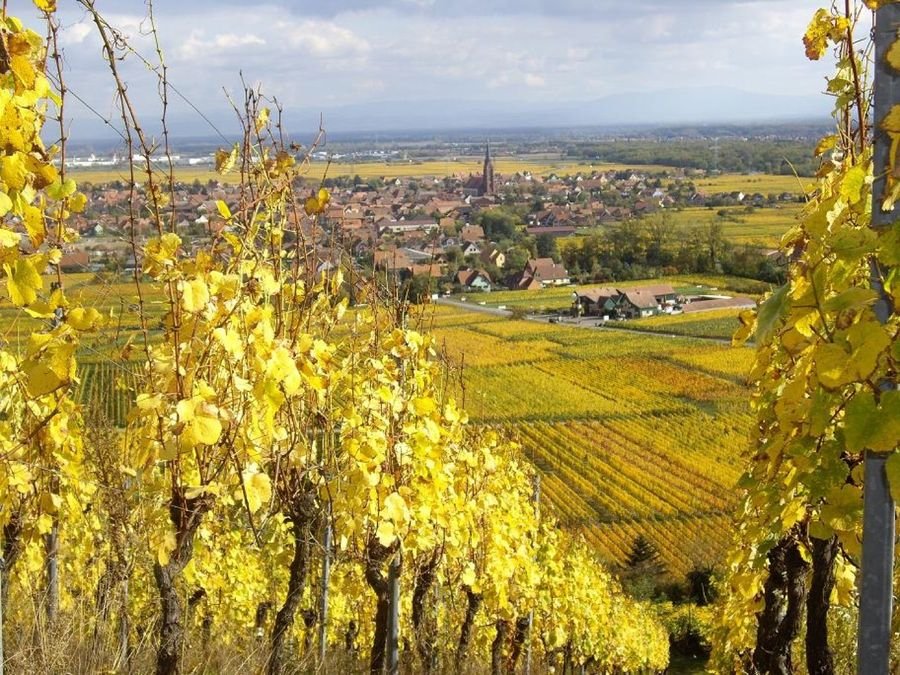 Alsace Frey-Sohler — photo 10