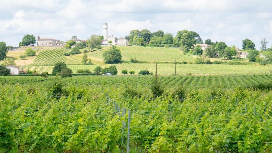 Vignobles Arbo - Côtes de Bordeaux HVE