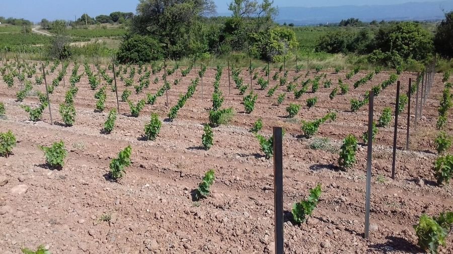 Domaine Régazel — photo 1