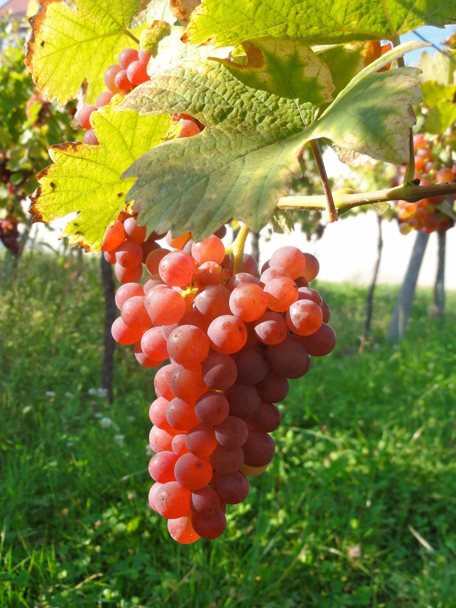 Domaine André Faller - Vin bio et crémant d'Alsace à Itterswiller