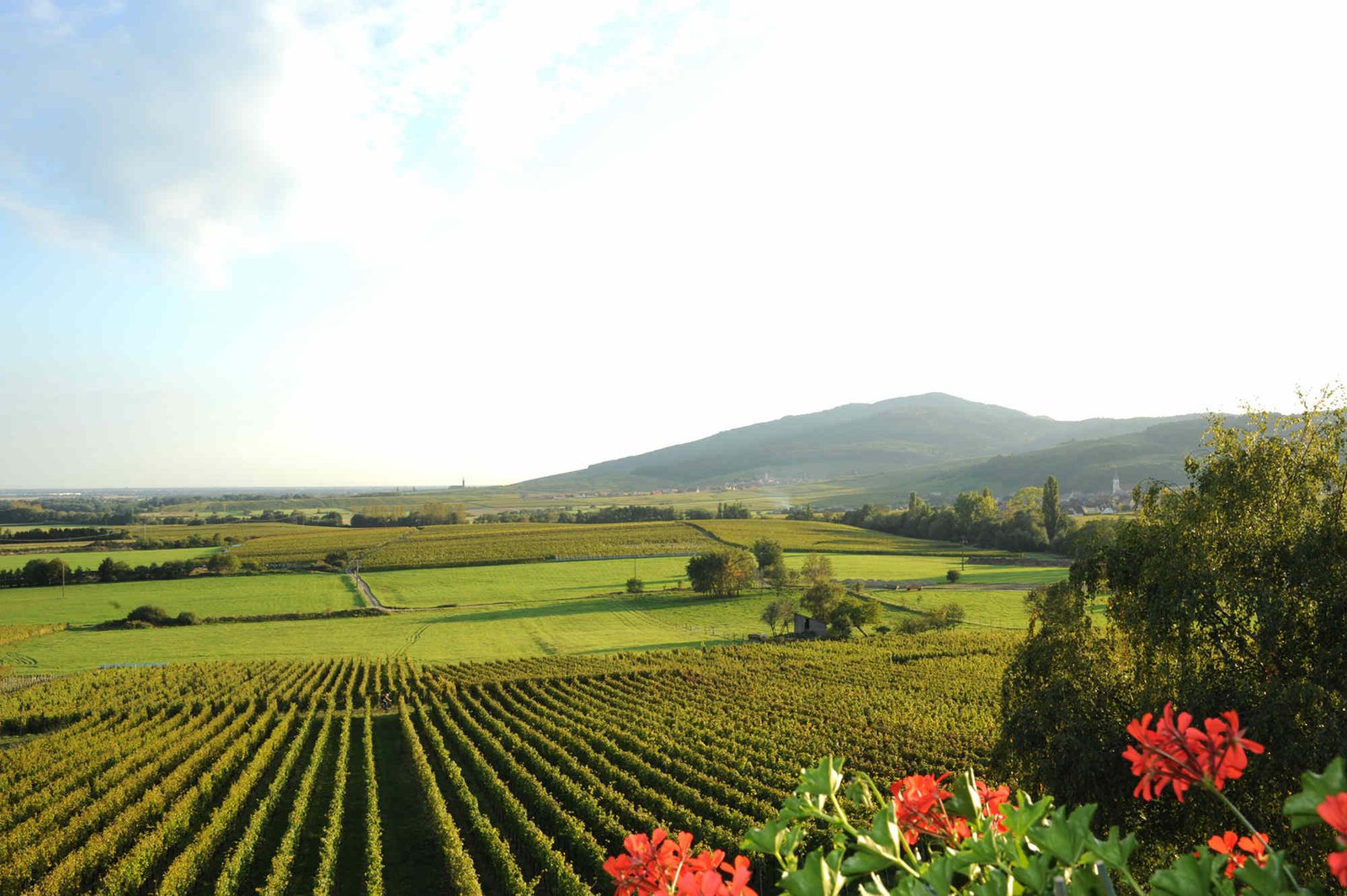 Domaine André Faller - Vin bio et crémant d'Alsace à Itterswiller