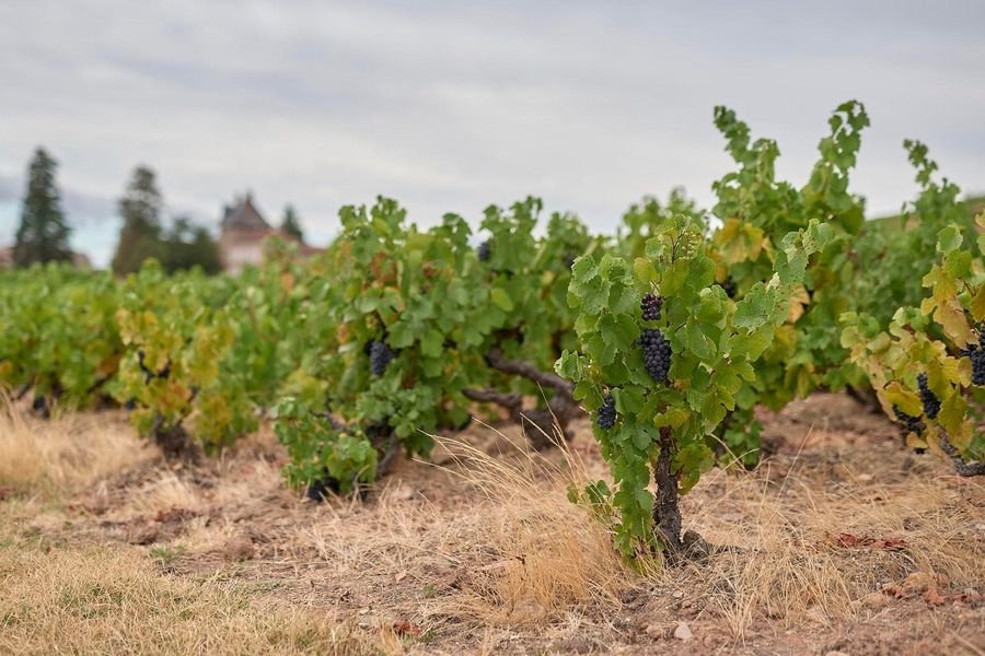Domaine des Fournelles - Vin Bio Beaujolais Mont Brouilly