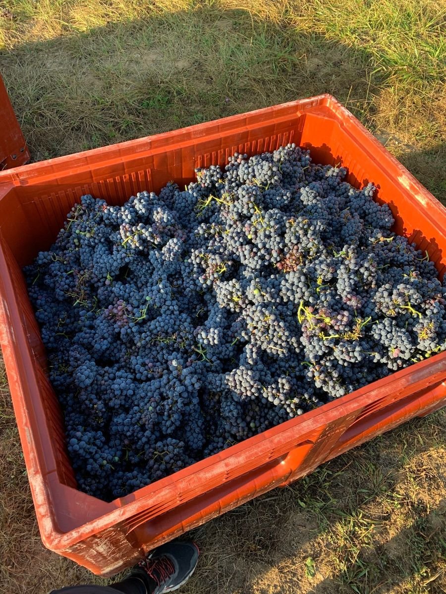 Vignoble David Fourrier - Anjou Terra Vitis