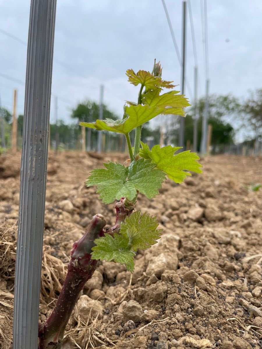 Vignoble David Fourrier - Anjou Terra Vitis