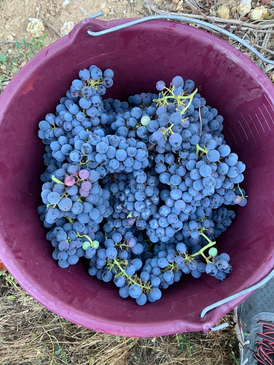 Vignoble David Fourrier - Anjou Terra Vitis