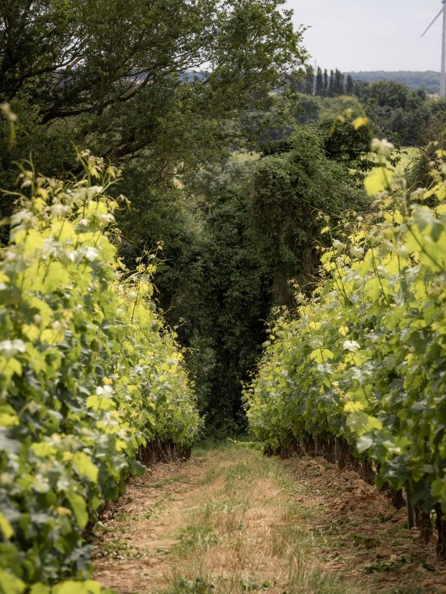 Vignoble David Fourrier - Anjou Terra Vitis