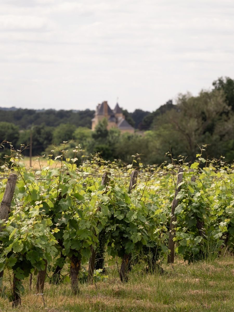 Vignoble David Fourrier - Anjou Terra Vitis