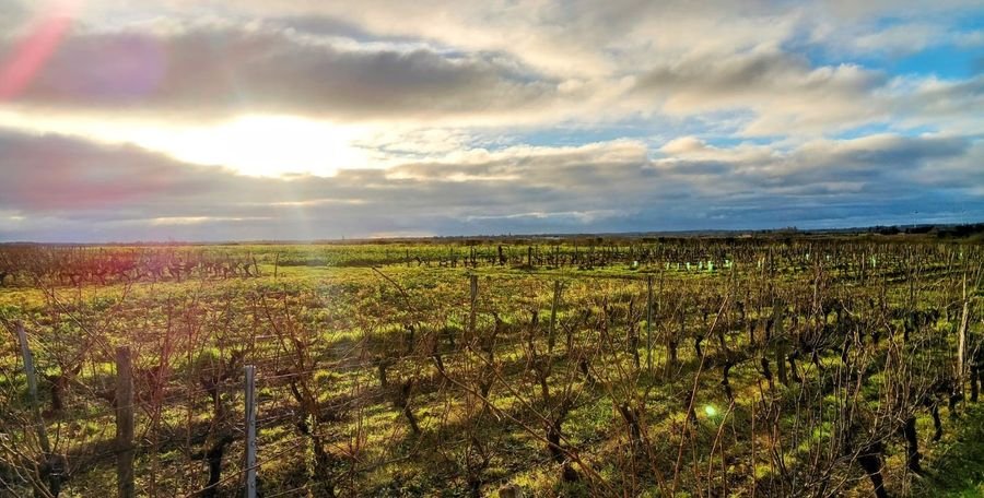 Vignoble David Fourrier - Anjou Terra Vitis