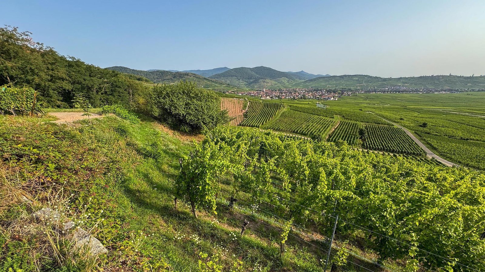 Domaine Griss - Vignoble Bio Alsace Ammerschwihr