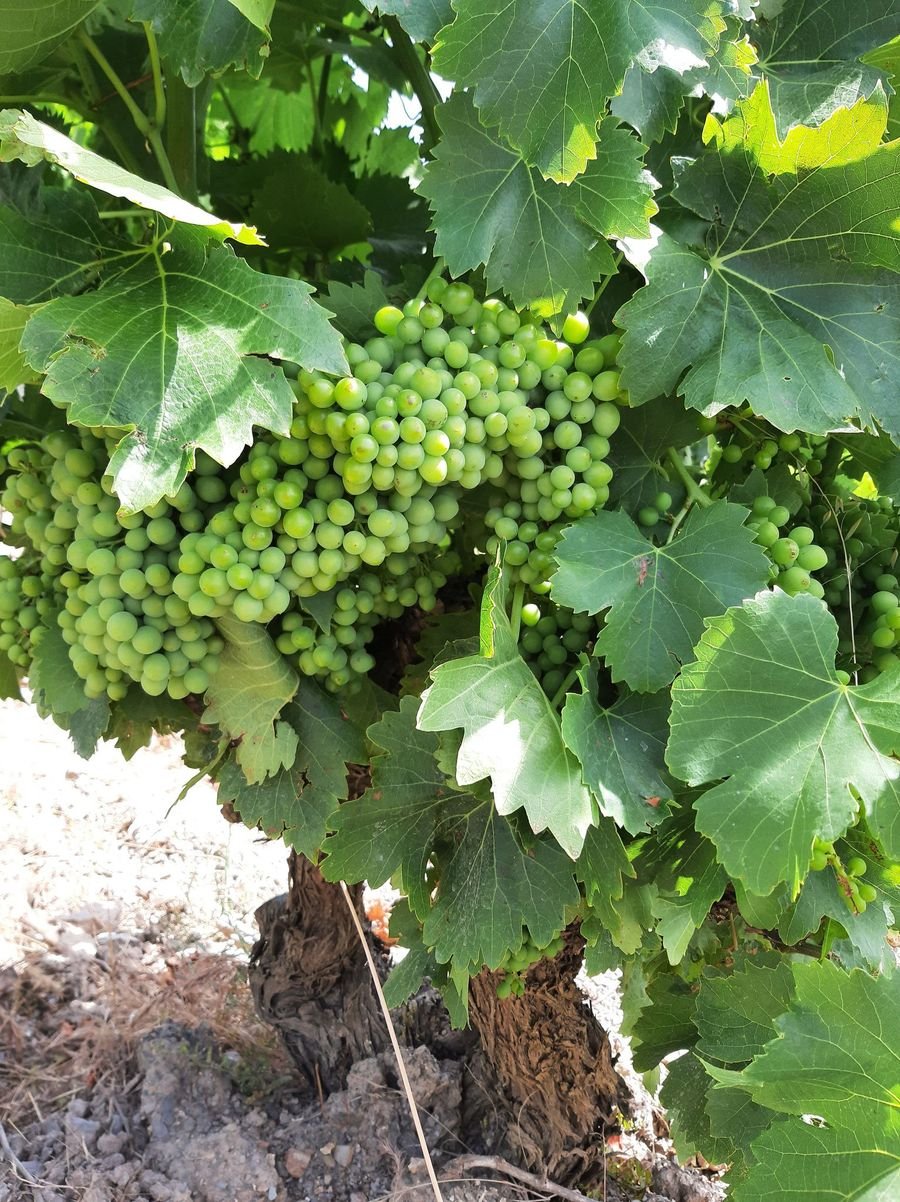 Domaine Montluzia