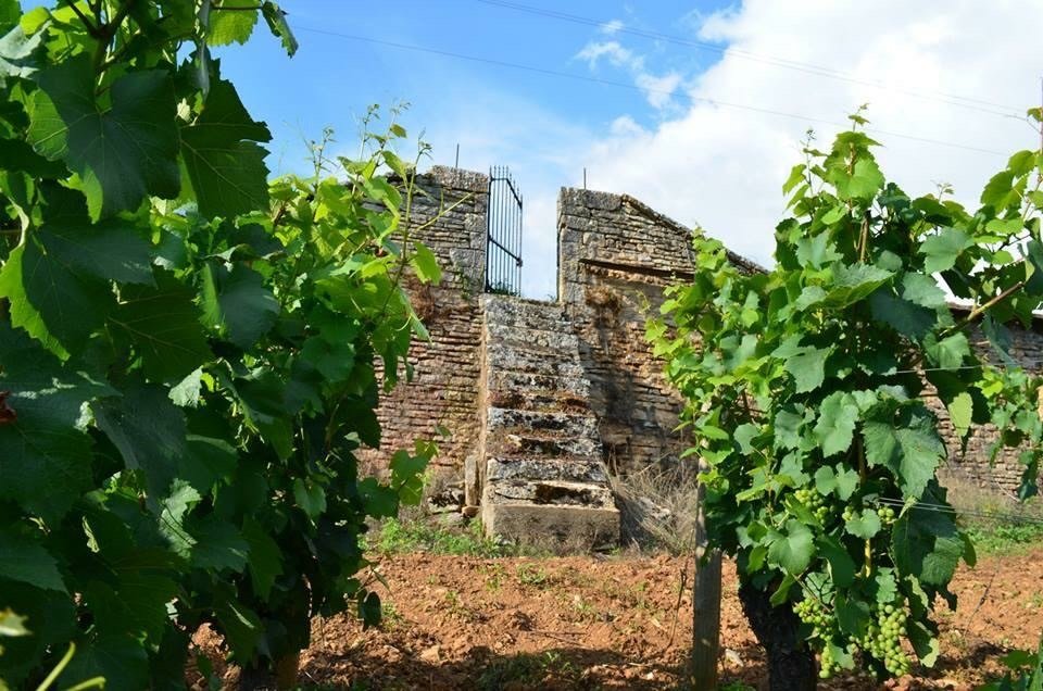 Domaine Julien Gros — vignoble et clos historique