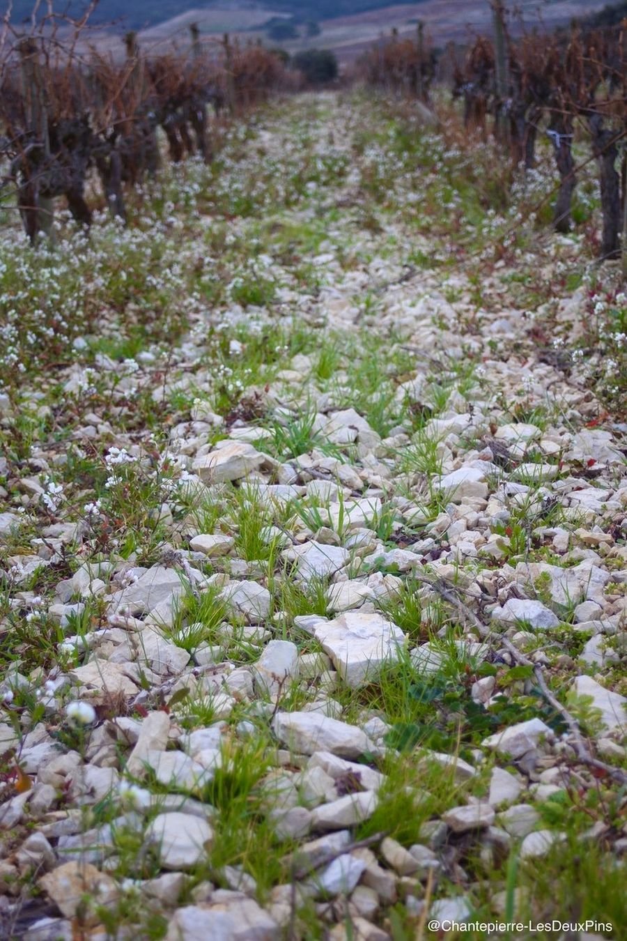 Galets roul&eacute;s dans les vignes des Deux Pins
