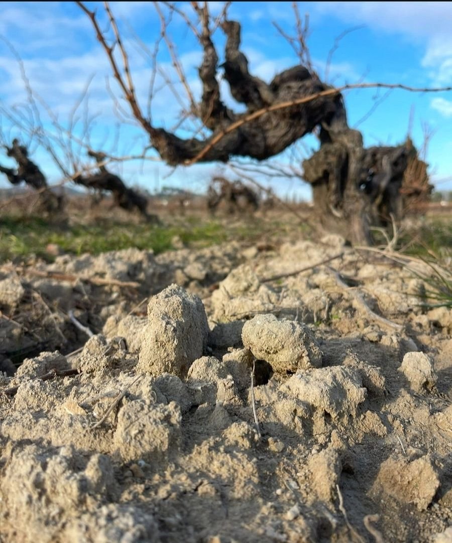Terroir argilo-calcaire Les Deux Pins