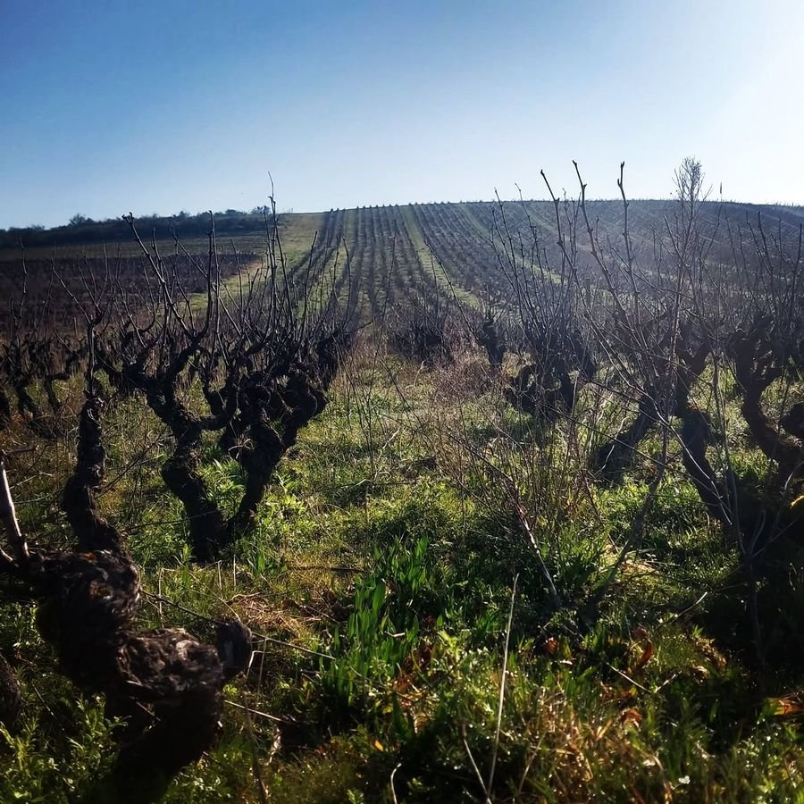 Les Vignes en M