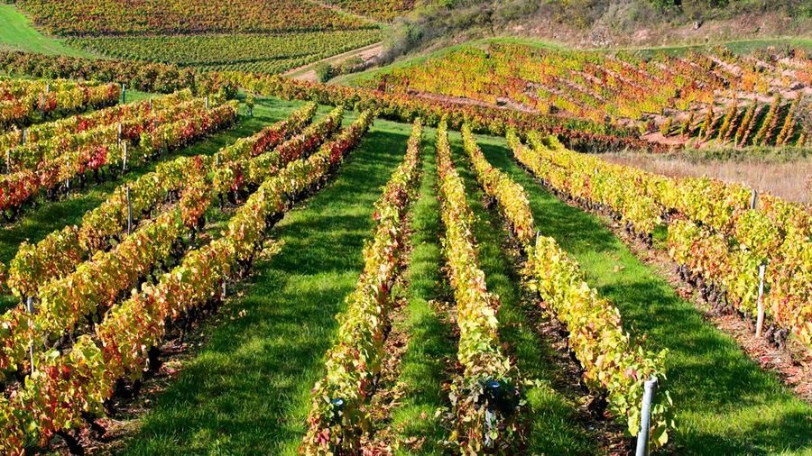 Les Vignes en M