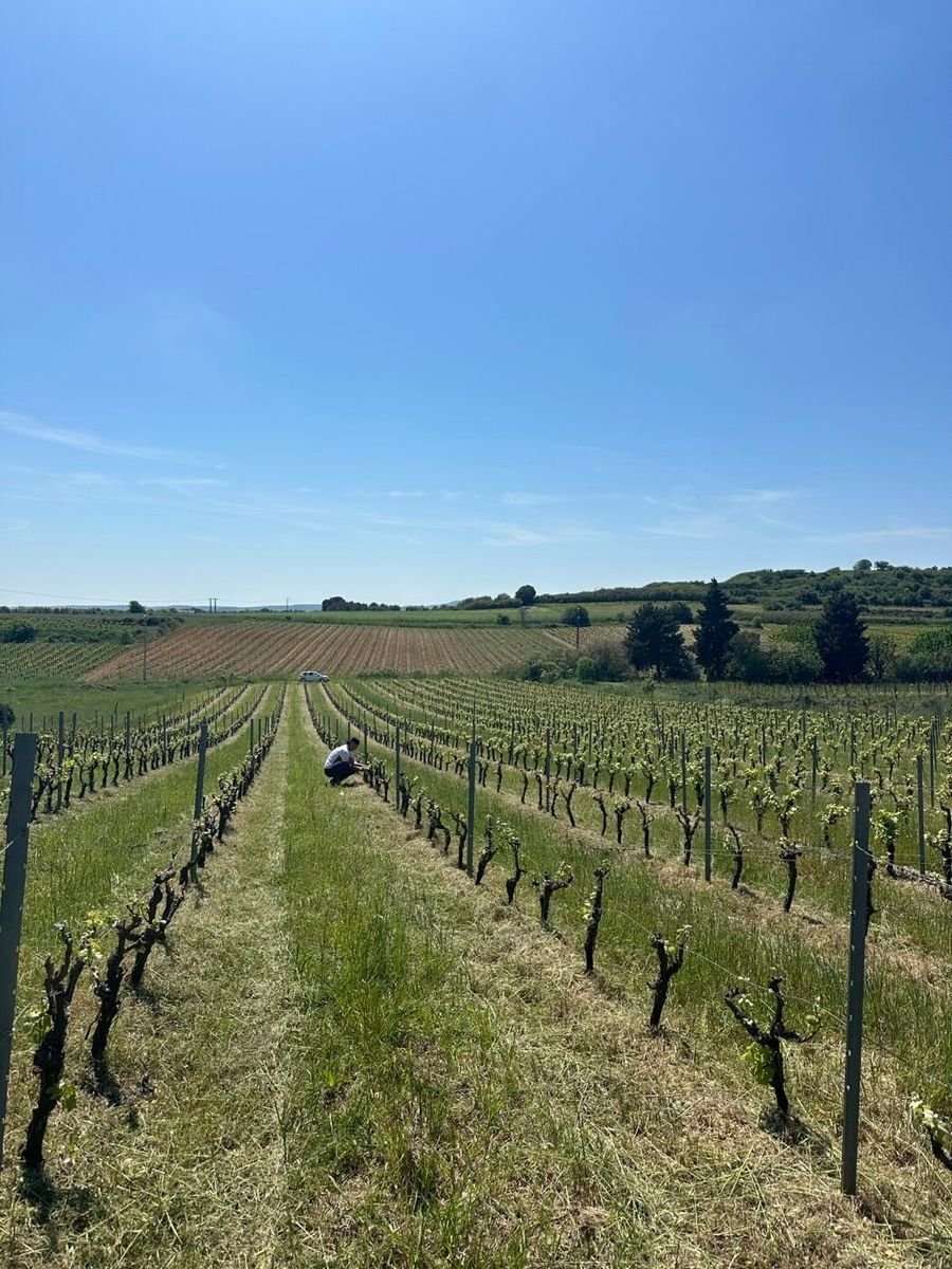 Mas de l'Erme — photo 4