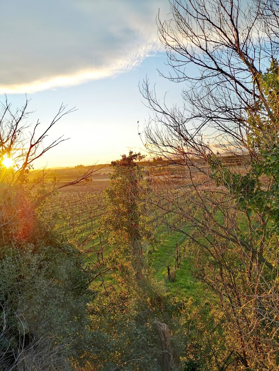 Domaine des Romarins - Vin Bio Gard Costières de Nîmes