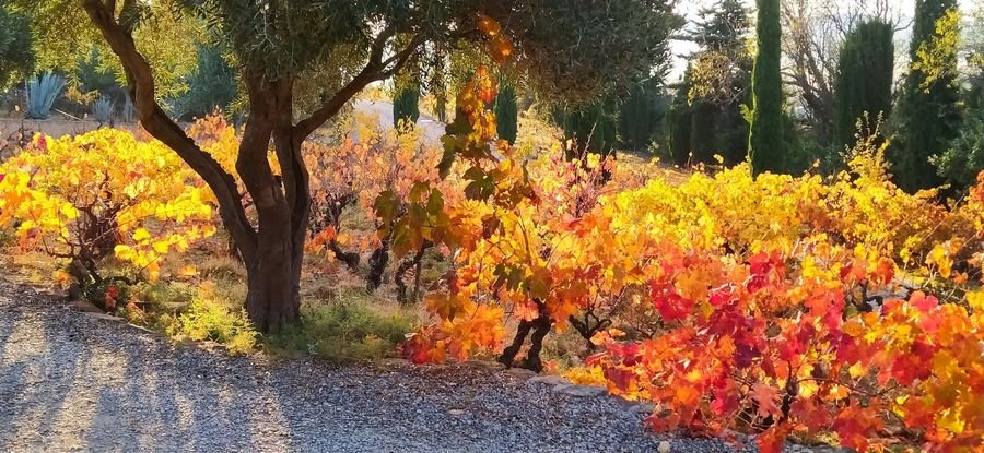 Domaine Sarrat d'en Sol - Vin HVE Corbières Languedoc