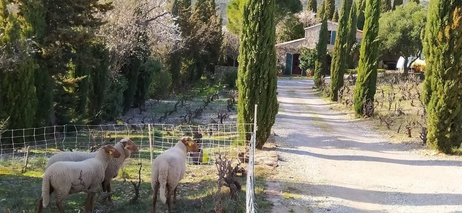 Domaine Sarrat d'en Sol - Vin HVE Corbières Languedoc