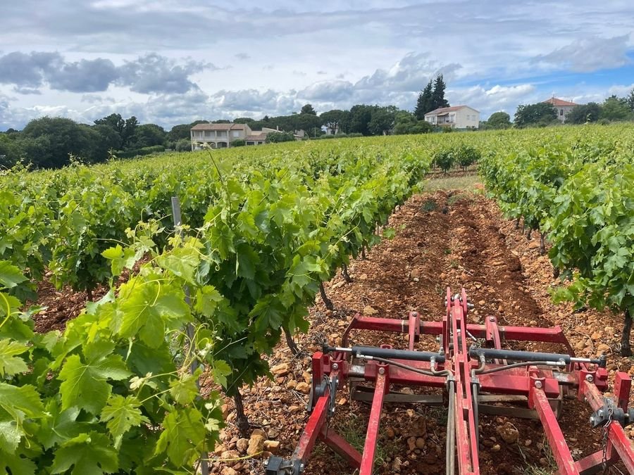 Travail dans les vignes du Domaine de Valfeuille