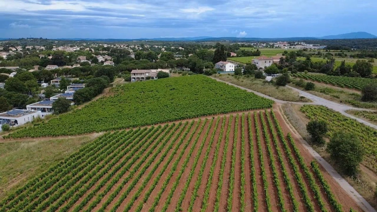 Vue aérienne du vignoble du Domaine de Valfeuille